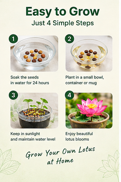 LotusBloom™ - Miniature Lotus Seeds - Buy 1 Get 1 Packet FREE