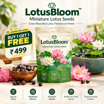 LotusBloom™ - Miniature Lotus Seeds - Buy 1 Get 1 Packet FREE