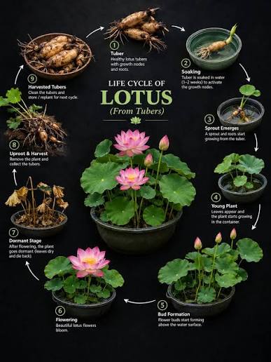 LotusBloom™ - Miniature Lotus Seeds - Buy 1 Get 1 Packet FREE